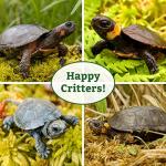 Premium Sphagnum Moss for Reptiles and Terrariums