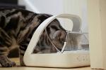 SureFlap Microchip Pet Feeder - Stress-Free Meals