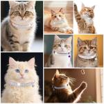 Soft Velvet Cat Collars with Bling - 2 Pack