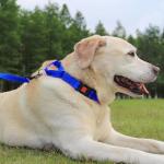 Joytale Reflective Martingale Dog Collar - Navy Blue