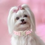 Cute Pink Plaid Bow Collar for Small Dogs