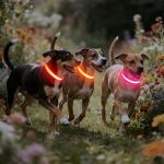 Vizpet Rechargeable LED Light-Up Dog Collar
