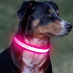 Vizpet Rechargeable LED Light-Up Dog Collar