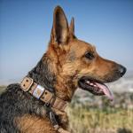 Carhartt Adjustable Dog Collar, Heavy Duty Nylon