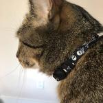PUPTECK Adjustable Breakaway Cat Collars with Bells