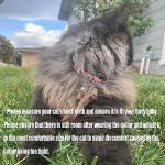 PUPTECK Adjustable Breakaway Cat Collars with Bells