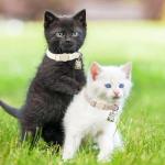 Breakaway Hemp Cat Collars with Bell - 2 Pack