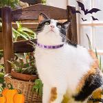 PUPTECK Adjustable Breakaway Cat Collars with Bells