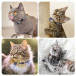 DILLYBUD 3 Pack Breakaway Cat Collars with Bells