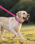 Joytale Reflective Neoprene Dog Collar for Large Dogs