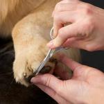 Stainless Steel Pet Grooming Scissors for Dogs & Cats