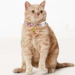 Floral Breakaway Cat Collars with Bell & Mouse Toy