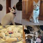 Reflective Cat ID Collars with Bells - 18 Pcs