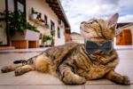 Breakaway Cat Collar with Bell and Bow Tie