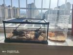 Mini Reptile Glass Terrarium Tank for Various Pets