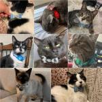 Cute GPS Cat Collar with AirTag Holder