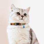 Cute Breakaway Cat Collars with Bells - 2 Pack