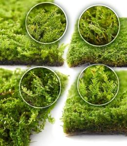 Live Moss Variety Pack for Terrariums & Gardens