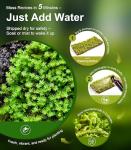 Live Moss Variety Pack for Terrariums & Gardens