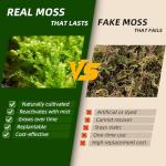 Live Moss Variety Pack for Terrariums & Gardens