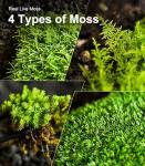 Live Moss Variety Pack for Terrariums & Gardens