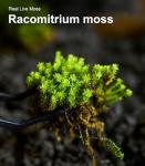 Live Moss Variety Pack for Terrariums & Gardens
