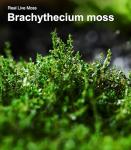Live Moss Variety Pack for Terrariums & Gardens