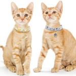 Blueberry Banana Cat Collars with Breakaway Safety Bells