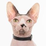 Soft Silicone Breakaway Cat Collar with Name Tag