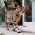 Reflective Adjustable Cat Collar with Breakaway Safety