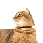 Soft Silicone Breakaway Cat Collar with Name Tag