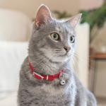CollarDirect Leather Cat Collar with Breakaway Bell