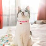 VKPETFR Cute Breakaway Cat Collars with Bells - 3 Pack