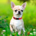 Reflective Adjustable Dog Collar for All Sizes