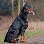 Tactical Heavy Duty Dog Collar for Large Dogs