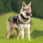 Tactical Heavy Duty Dog Collar for Large Dogs