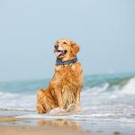 Cute Blue Shark Pattern Adjustable Dog Collar