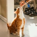 ABSONE Dog Clicker Training Tool - 2 Pack