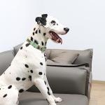 Lionet Paws Adjustable Dog Collar - Green & White