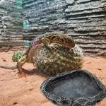 2-Pack Reptile Food and Water Corner Dishes