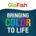Colorful GloFish Aquarium Gravel for Vibrant Tanks