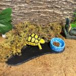 Reptile Basking Rock Plate and Feeding Dish