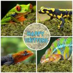 Premium Sphagnum Moss for Reptile Terrariums