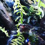 Seachem Prime Aquarium Conditioner - 500 ml