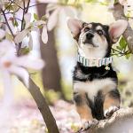 Cute Pink and Green Adjustable Dog Collar