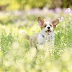 Cute Pink and Green Adjustable Dog Collar