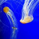 Seachem Prime Aquarium Conditioner - 500 ml