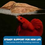 50 Catappa Almond Leaves for Fish Tanks