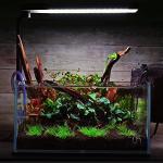 Natural Driftwood for Aquariums and Reptile Decor