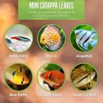 50 Catappa Almond Leaves for Fish Tanks